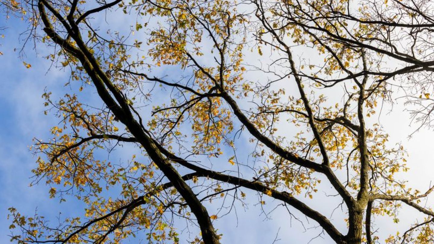 Wetter in Nordrhein-Westfalen: Sonnenschein und teilweise über 20 Grad - Sonntag regnerisch