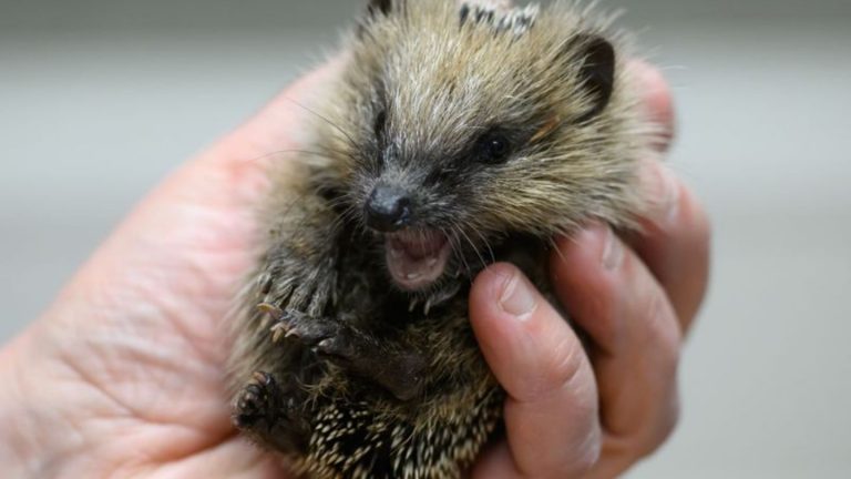 Tierschutz: Immer weniger Igel in Sachsen - Gefährdung nimmt zu