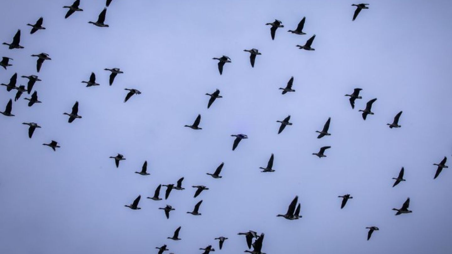 Tierseuchen: Vogelgrippe-Risiko bei Wasservögeln teils sehr hoch