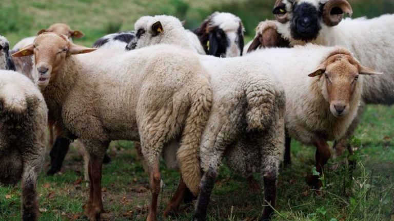 Tierseuche: Kasse zahlt erste Härtefallhilfe wegen Blauzungenkrankheit