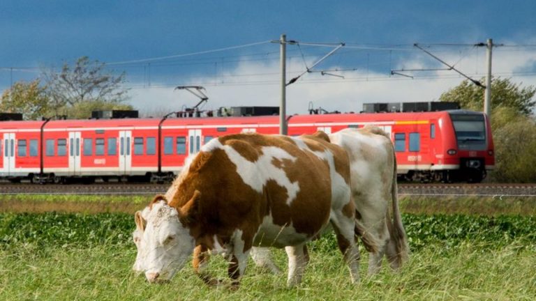 Landkreis Elbe-Elster: Kühe umzingeln Auto und lösen Polizeieinsatz aus