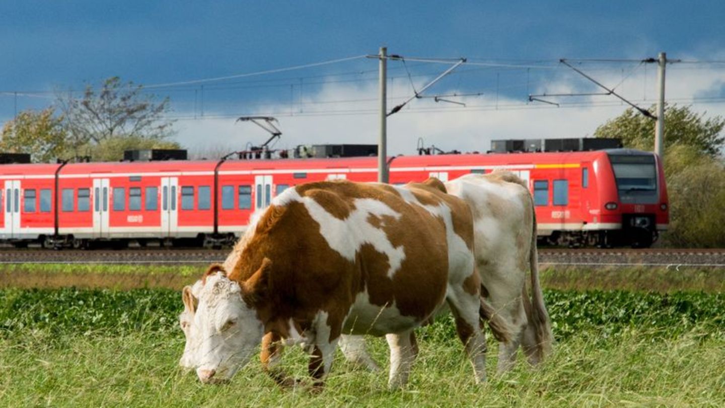 Landkreis Elbe-Elster: Kühe umzingeln Auto und lösen Polizeieinsatz aus