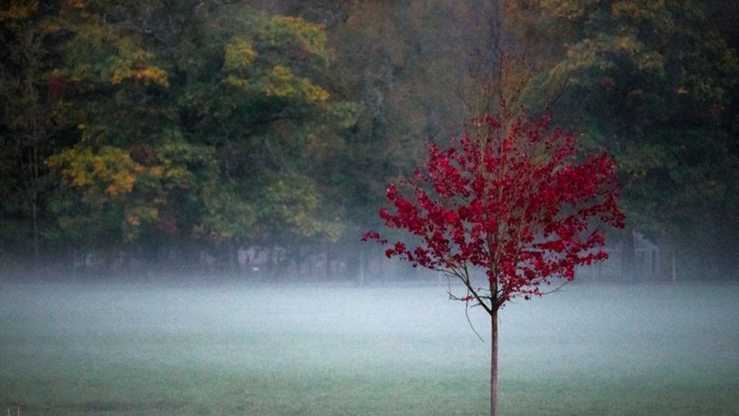 Wetter: Ruhiges Herbstwetter in Rheinland-Pfalz und Saarland