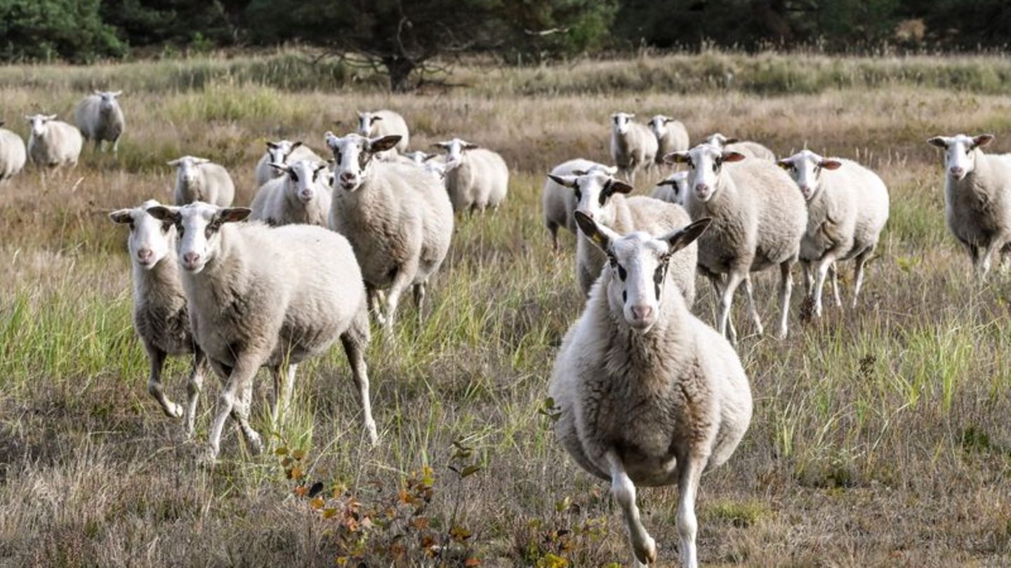 Pestruper Gräberfeld: Hunde hetzen Schafe im Naturschutzgebiet