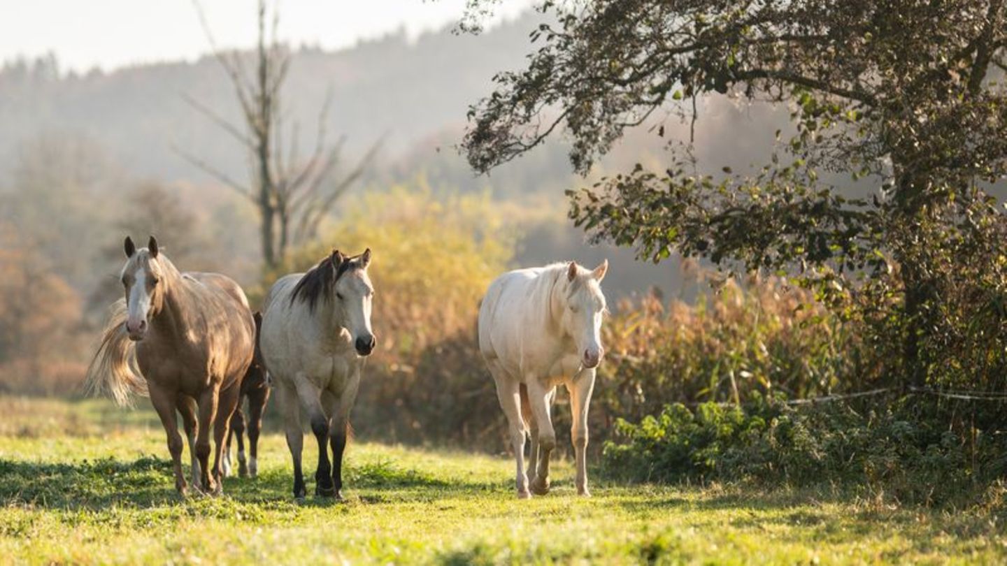 Wetter-Bilanz: Warmer Oktober dank zweiter Monatshälfte