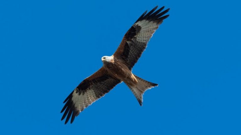 Naturschutz: Vögel mit illegalem Pestizid vergiftet