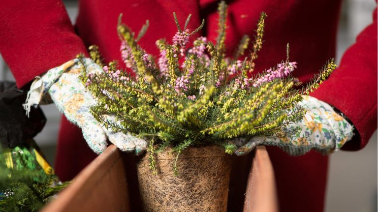 Winterhart und farbenfroh: Balkon bepflanzen, aber richtig: Diese Frühlingsboten lieben es kühl