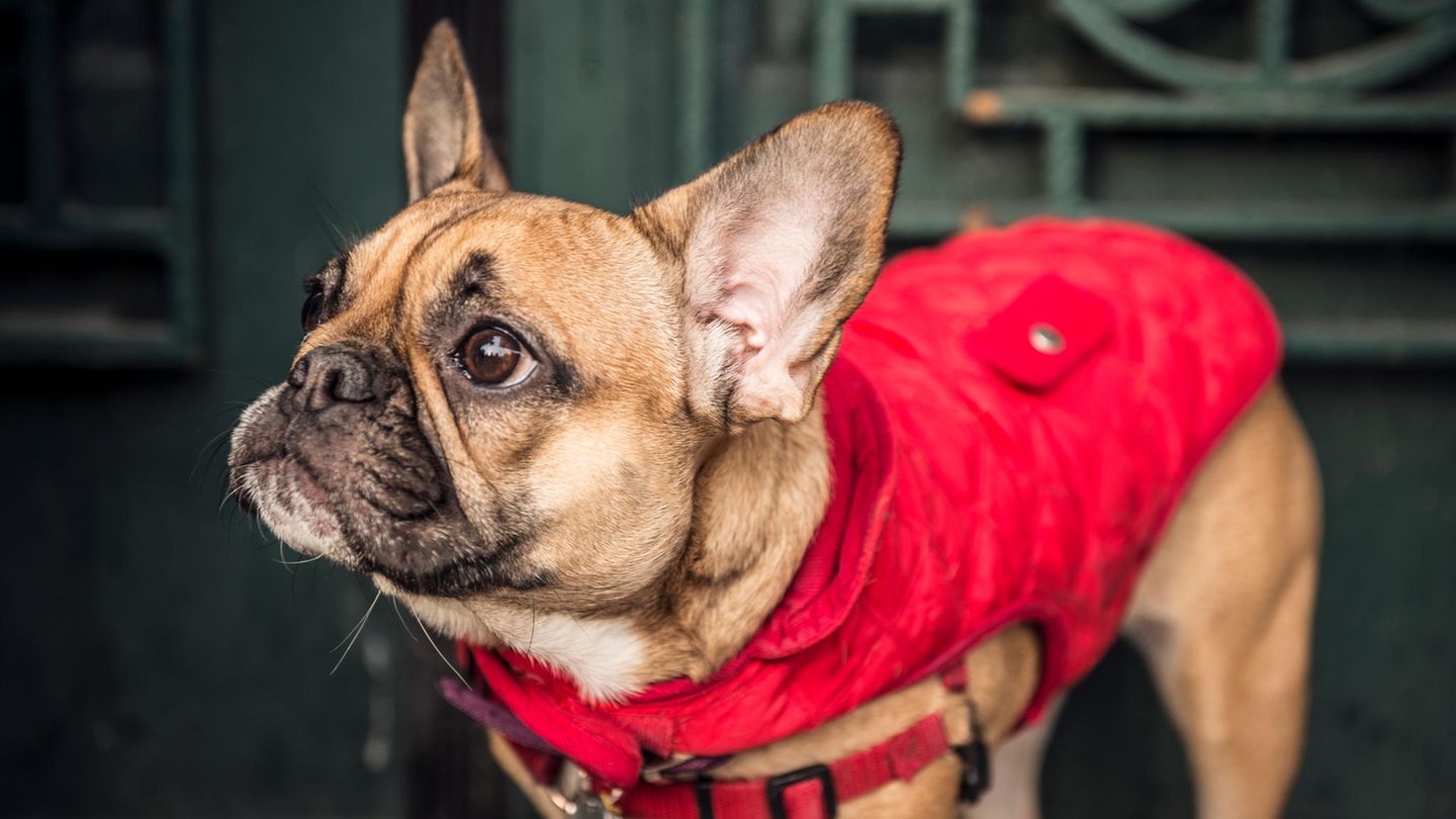 Eisige Temperaturen: Wann ist eine Jacke für Hunde sinnvoll – und wann nicht?