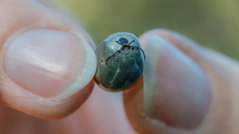 Invasive Arten: Riesen-Zecken und kleine "Vampire" – diese Tierarten sind neu bei uns