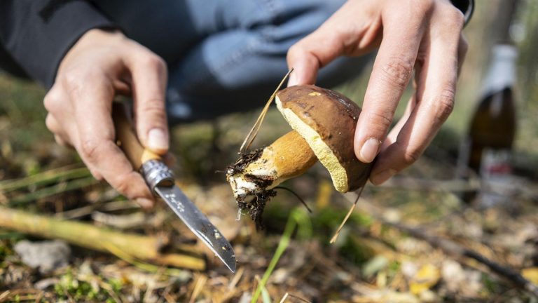 Naturgut: Pilze sammeln, aber richtig: Diese fünf Regeln sind in Wald und Flur wichtig