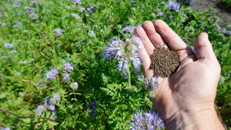 Natürlicher Gründünger: Nach der Ernte: Wie Sie mit Phacelia die Bodenqualität verbessern