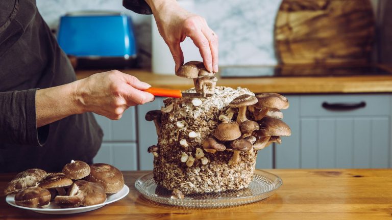 Shiitake, Steinpilze & Co.: Pilze züchten: So ziehen Sie Ihre eigenen Kulturen zu Hause groß