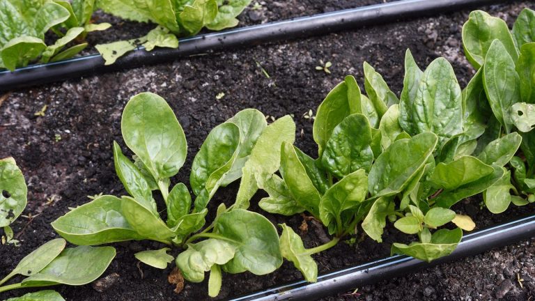 Aussaat bis Oktober: Vitaminreiches Herbstgemüse: Darum können Sie jetzt noch Spinat anbauen