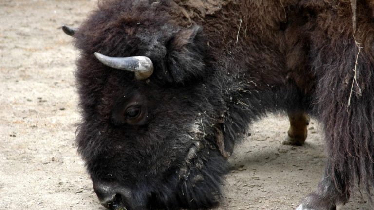 Viruserkrankung: Tiergarten Schönbrunn trauert um gesamte Bisonherde