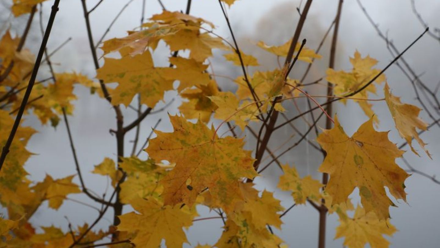 Wetter: Wechselhaftes Herbstwetter in Thüringen erwartet