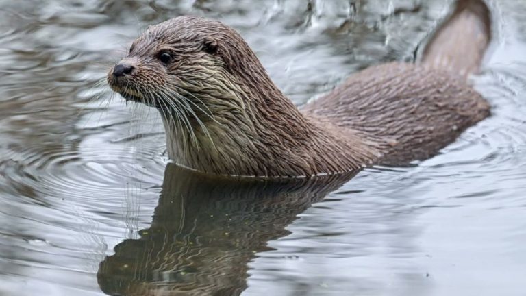 Fischereiwirtschaft: Fischotter - gefährdet, gefräßig und gefährlich