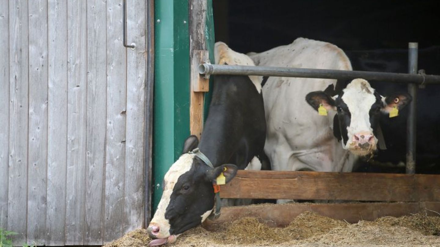 Gequälte Rinder: Prozess im Allgäuer Tierschutzskandal geht in zweite Runde