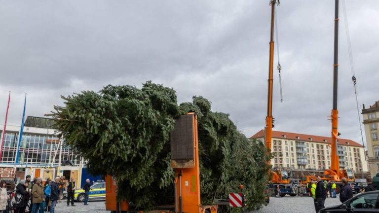 Weihnachtsmärkte: 100 Jahre alte 25-Meter-Tanne für Dresdens Weihnachtsmarkt