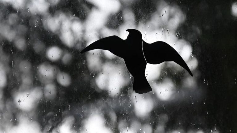 Tierschutz: Menschen in Bayern sollen Vogeltod an Glasfassaden melden