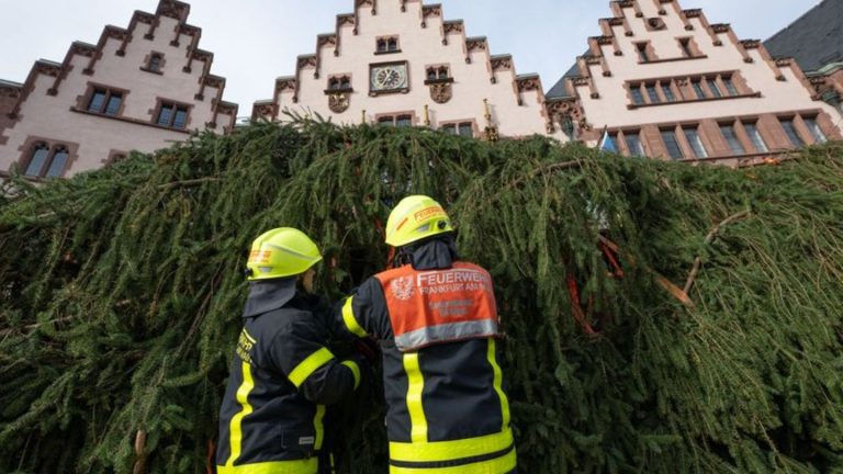 Vorbereitungen laufen: Frankfurter Weihnachtsbaum wird aufgestellt