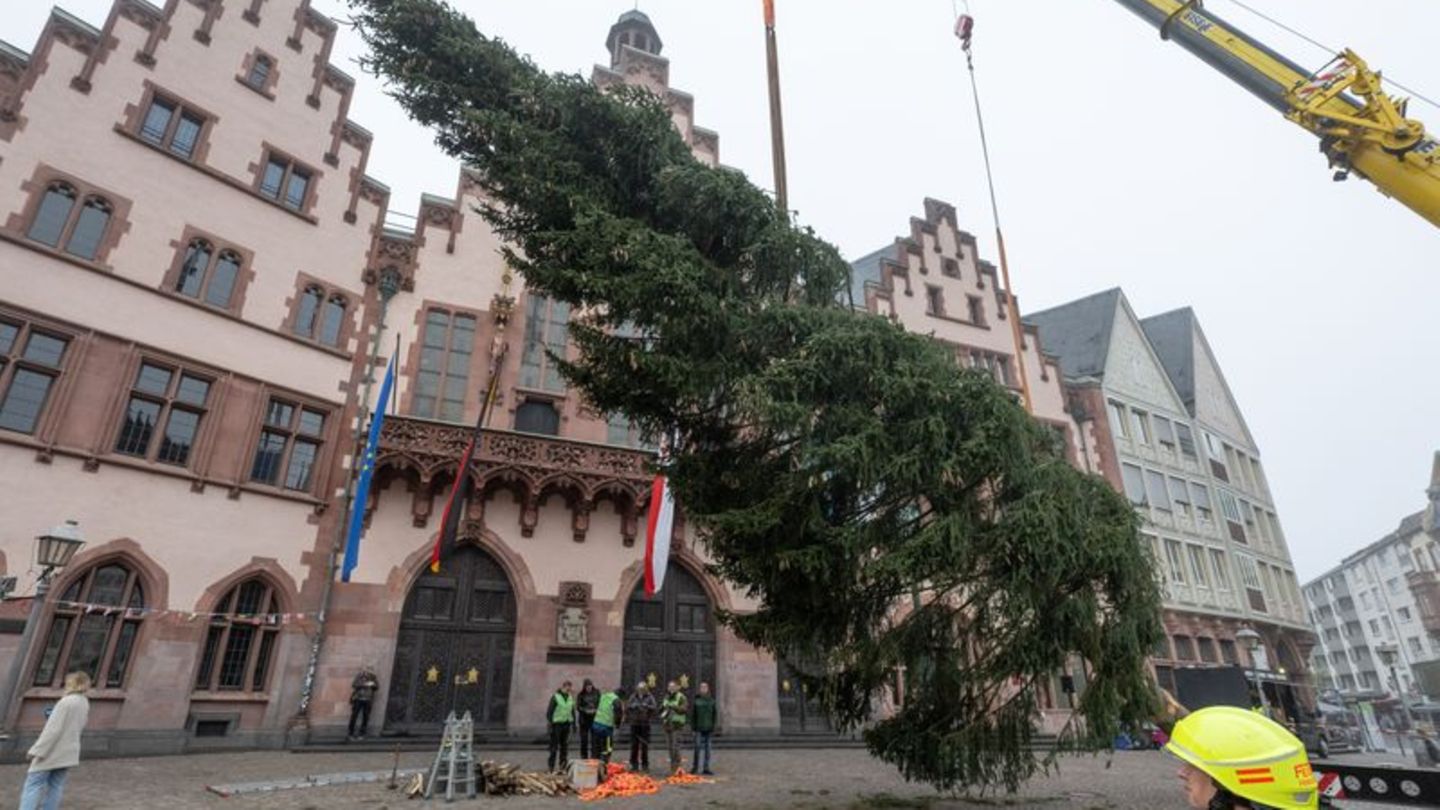 Weihnachtsvorbereitungen: Frankfurter Weihnachtsbaum "Florian" angekommen