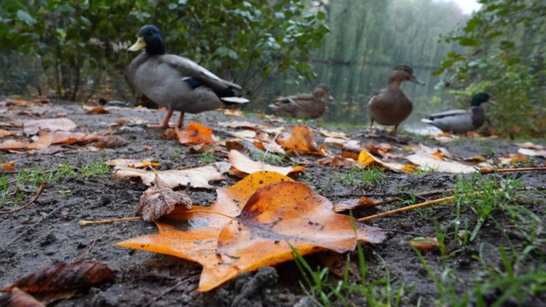 Deutscher Wetterdienst: Ruhiges Herbstwetter in Hamburg und Schleswig-Holstein