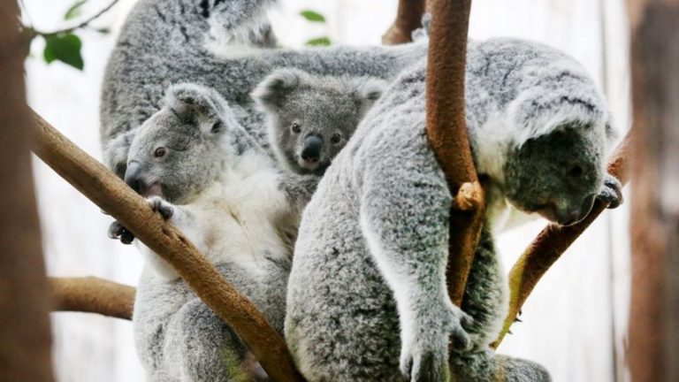 Zoo-Drama: Magen-Darm: Drei Koalas im Duisburger Zoo gestorben