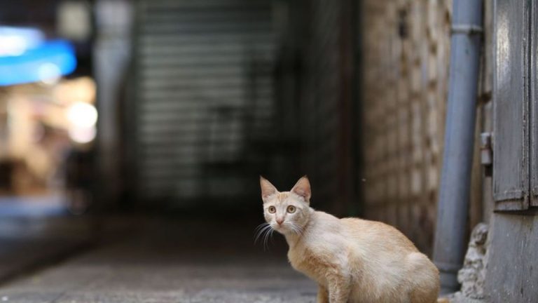 Tierschutz: Fördersumme zur Kastration von Straßenkatzen aufgestockt