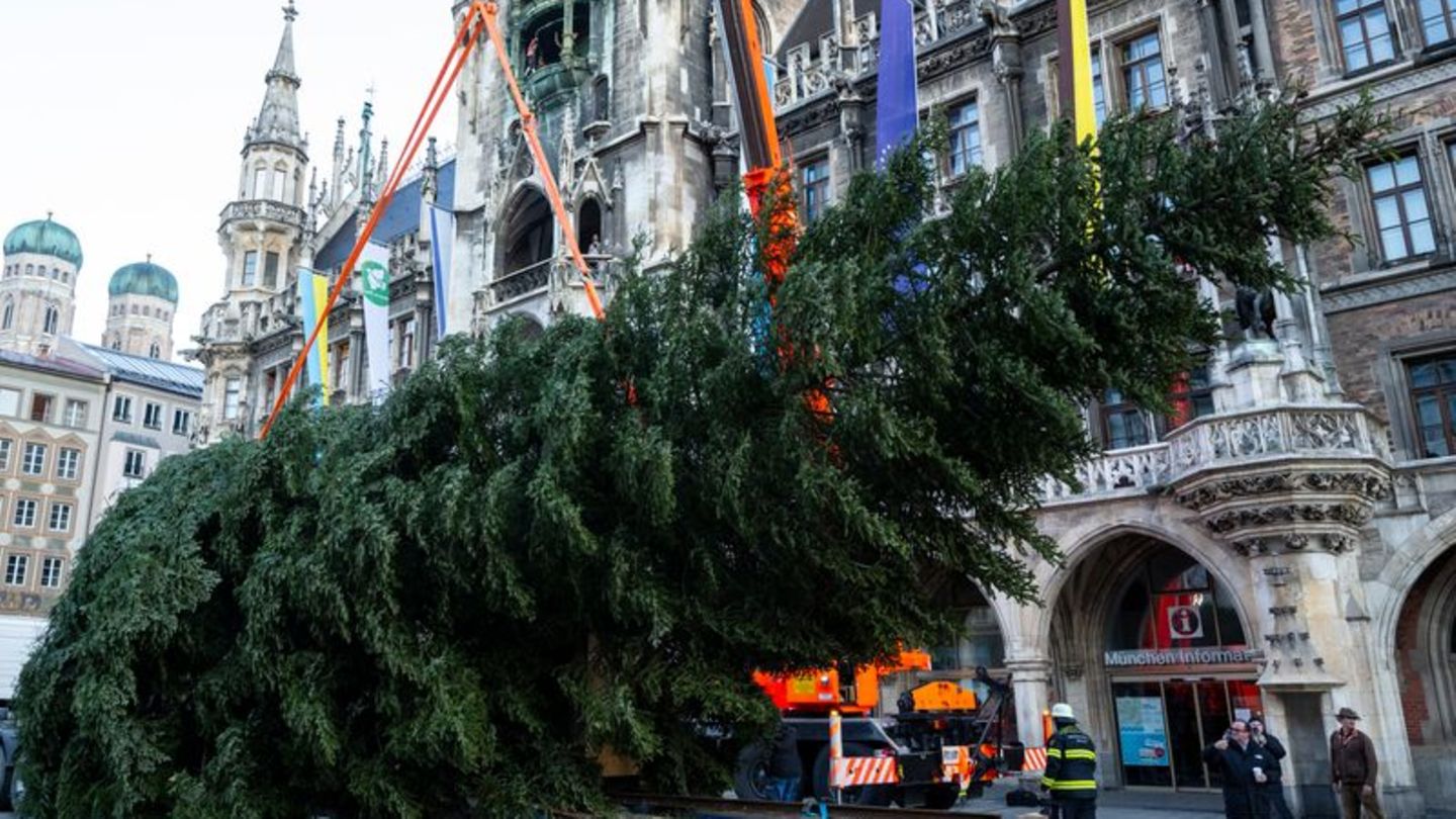 Christkindlmarkt in München: Christbaum auf dem Marienplatz aufgestellt