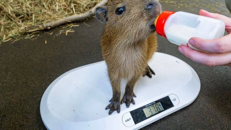 Zoo-Nachwuchs: Capybara-Halbwaise wird mit Flasche großgezogen