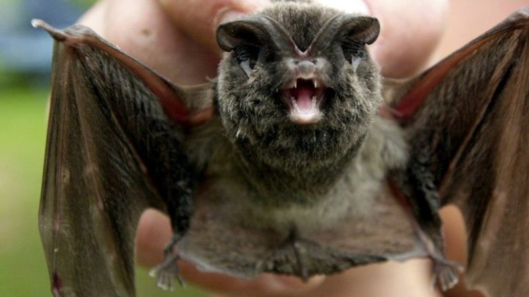 Gefährdete Arten: Lauschangriff auf die stark gefährdete Mopsfledermaus