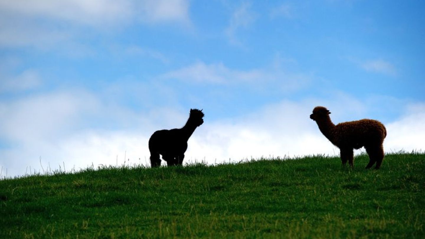 Tierseuche: Blauzungenkrankheit: Nicht nur Schafe und Rinder betroffen