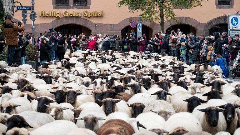 Tiere in der Stadt: Wollige Stars – Hunderte Schafe ziehen durch Nürnberg