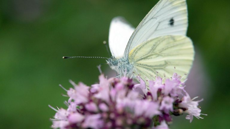 Landeshaushalt: Naturschutzverbände befürchten Etat-Kürzungen