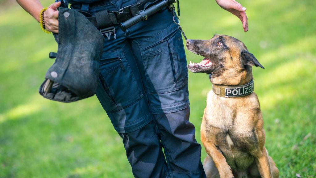 Unfälle: Polizeihund nach Autounfall entlaufen