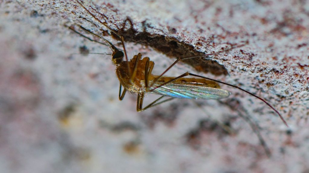 Insekten: Expertin: Klimawandel verlängert Aktivität der Stechmücken