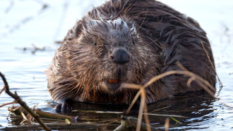 Geschützte Tierart: Bibervorkommen wachsen in Thüringen weiter