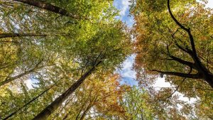 Natur und Umwelt: Forstministerin stellt Waldzustandsbericht für NRW vor