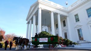 Brauchtum: First Lady nimmt Weihnachtsbaum für Weißes Haus in Empfang