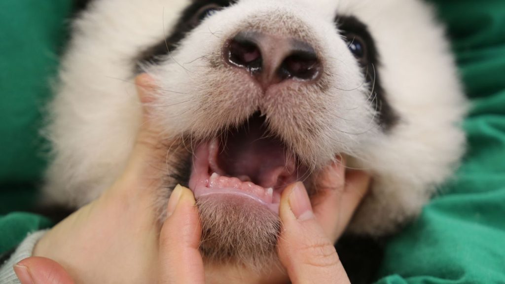 Berliner Zoo: Erste Zahnspitzen blitzen bei Panda-Jungtieren hervor