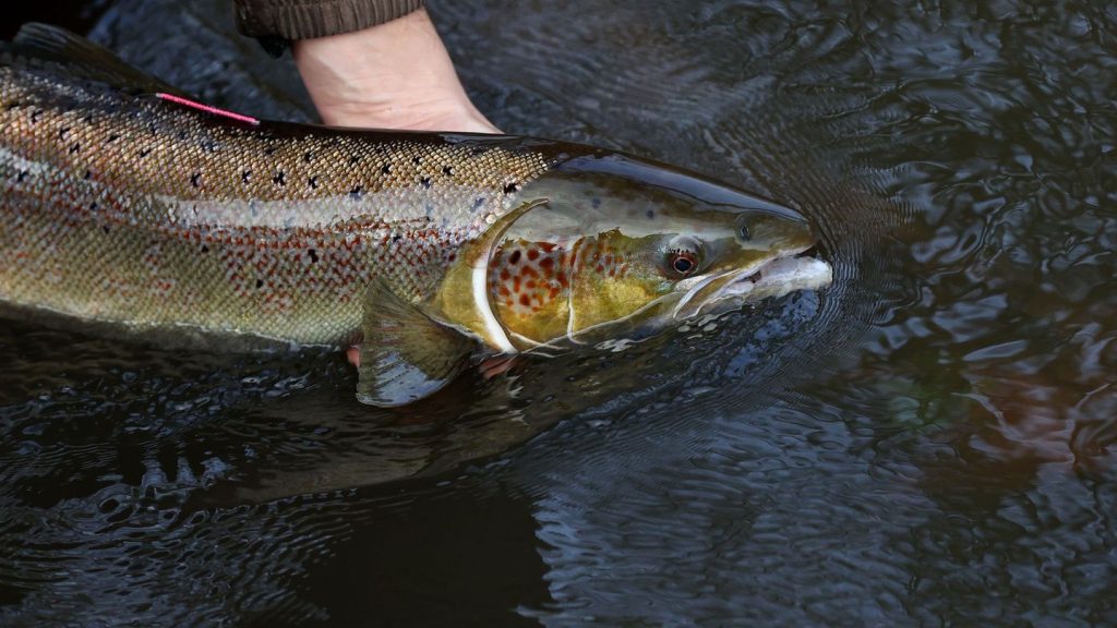 Lachsaufstieg: Erster Lachs nach Sachsen zurückgekehrt