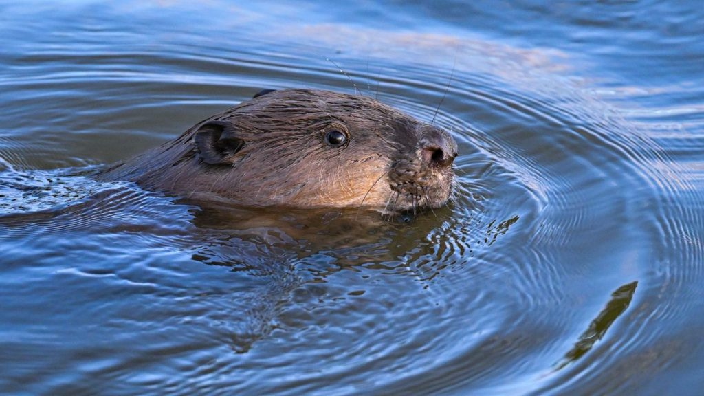 Hochwasserschützer besorgt: Rückkehr des Bibers gefährdet Deiche in Oldenburg