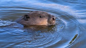 Hochwasserschützer besorgt: Rückkehr des Bibers gefährdet Deiche in Oldenburg