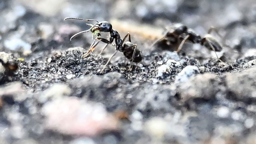 Insekten-Superkolonien: Bericht: Südwesten will eingewanderte Ameisenart erforschen