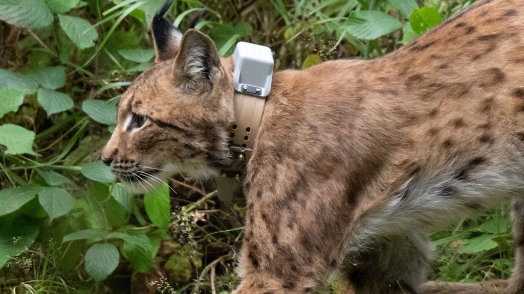 Projekt "RELynx": "Katzenleukämie" - Luchs Alva soll eingefangen werden