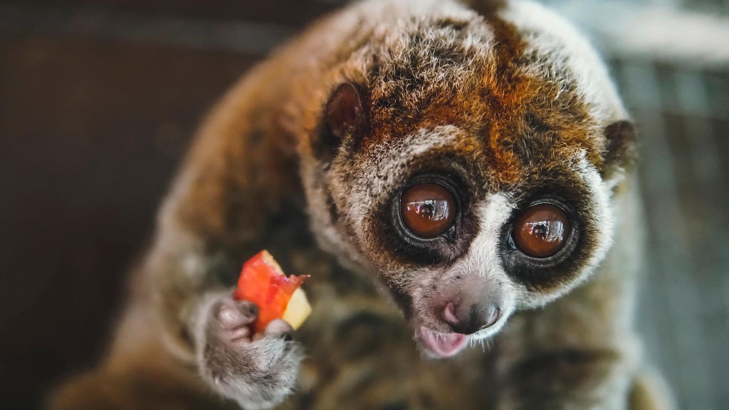 Neue Studie: Alkoholkonsum weit verbreitet: Auch Tiere betrinken sich bewusst