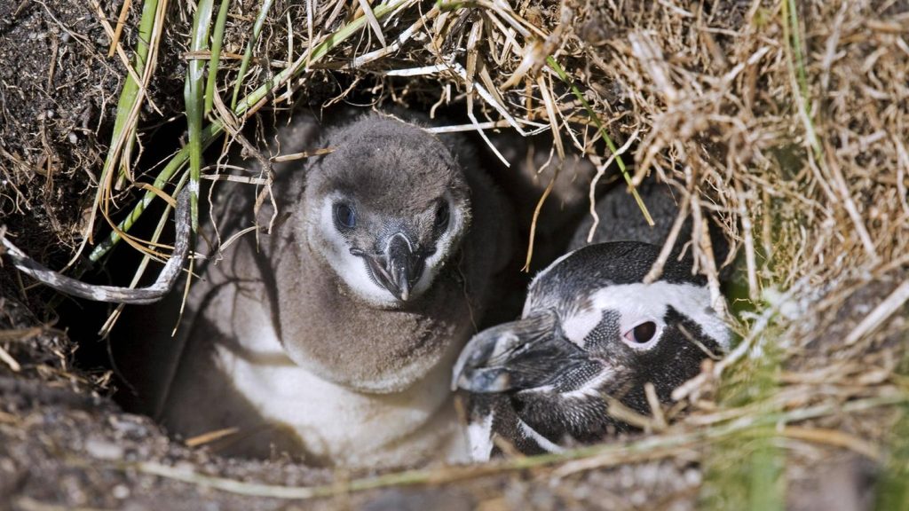 Argentinien: Bauer tötet mehr als 100 Pinguinküken – drei Jahre Haft