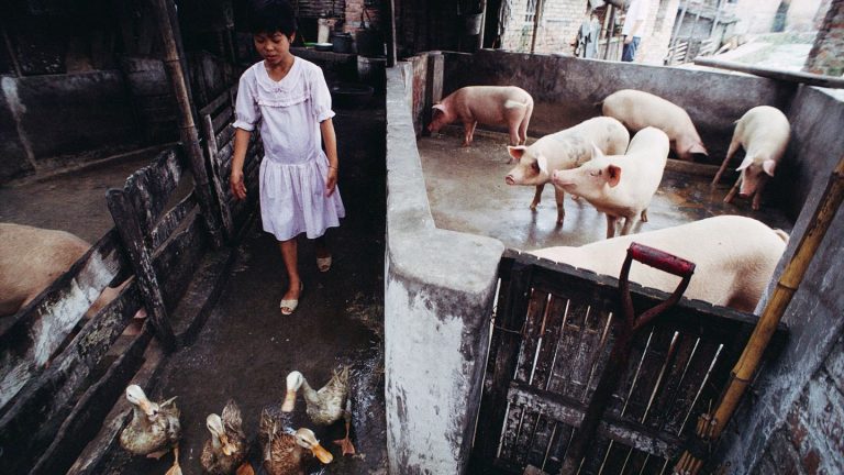 Vogelgrippe: Einfach erklärt: Wie uns ein krankes Schwein einer Pandemie näherbringt