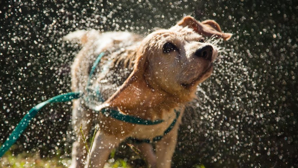 Tierverhalten: Was wir von nassen Hunden über das menschliche Nervensystem lernen können