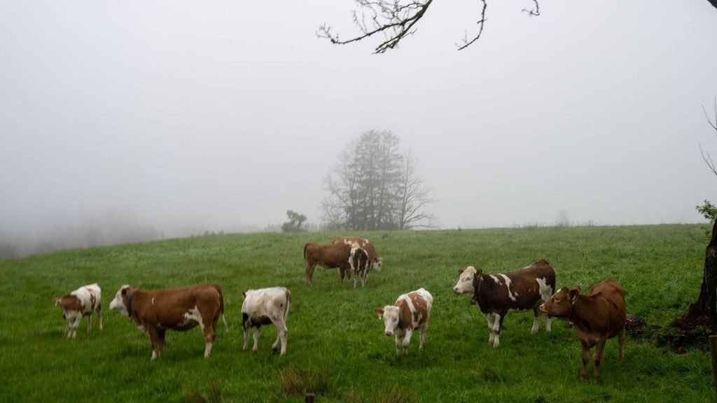 Wetter: Es bleibt grau, wolkig und neblig in Hessen